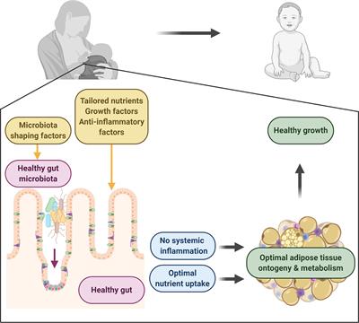 Human Milk Drives the Intimate Interplay Between Gut Immunity and Adipose Tissue for Healthy Growth